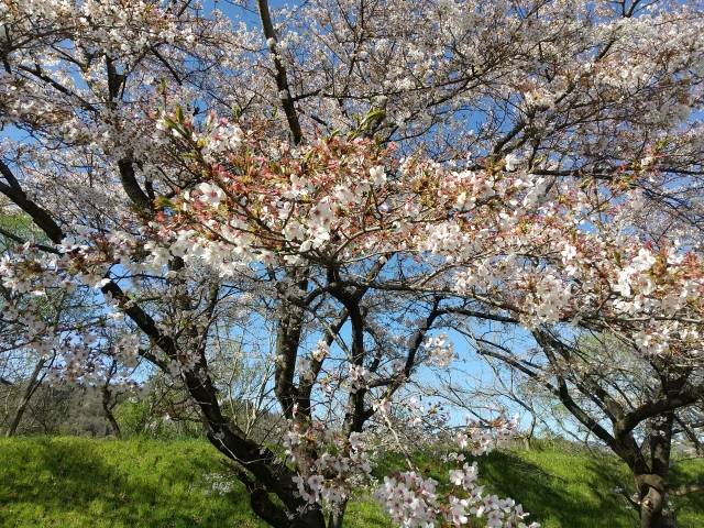 大きな桜の木